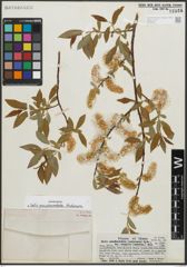 Foto von Salix pseudocordata Andersson